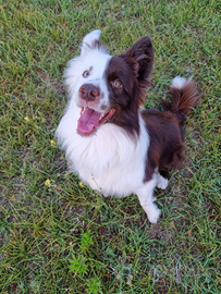 Border collie con pedigree per monta
