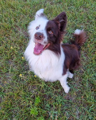 Border collie con pedigree per monta