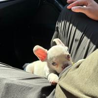 Cucciolo bulldog francese