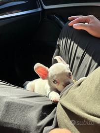 Cucciolo bulldog francese