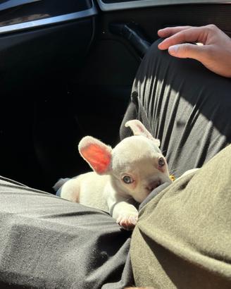 Cucciolo bulldog francese