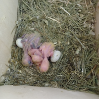 Pappagalli roseicolli