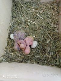 Pappagalli roseicolli