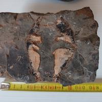 Fossile sasso roccia 