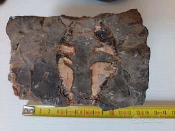Fossile sasso roccia 