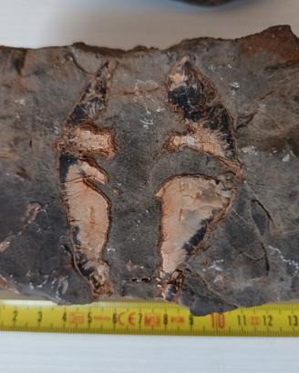 Fossile sasso roccia 