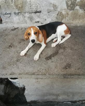 cane per conigli 