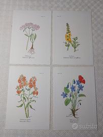 16 stampe Piante Medicinali Italiane