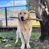 Golden per accoppiamento