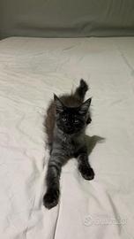 Maine coon kitten