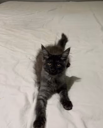 Maine coon kitten