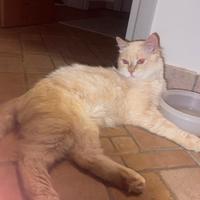 Stiamo dando in adozione a questo bel gattino