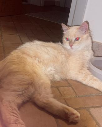 Stiamo dando in adozione a questo bel gattino