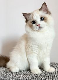 Cucciolo ragdoll con Pedigree