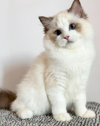 Cucciolo ragdoll con Pedigree
