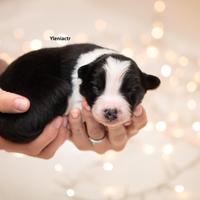 Cuccioli di Border Collie