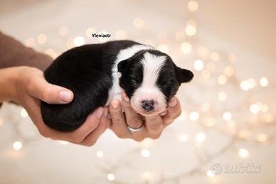 Cuccioli di Border Collie