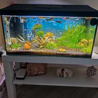 Acquario Aquael 54lt