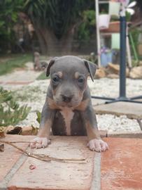 Pitbull Tricolor