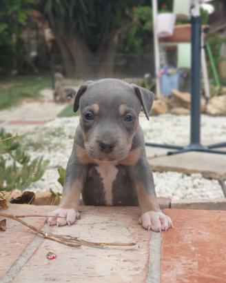 Pitbull Tricolor