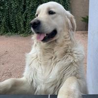 Golden retriever per monta