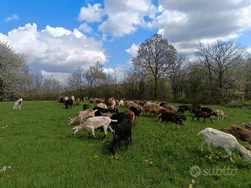 Capre di razza roccaverano