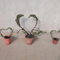regalati un cuore verde per San valentino 