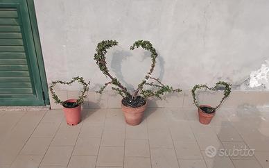 regalati un cuore verde per San valentino 