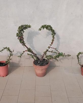 regalati un cuore verde per San valentino 