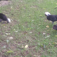 Olandesi nani ciuffati