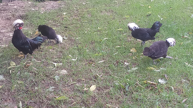 Olandesi nani ciuffati