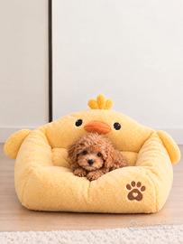 Maltipoo Mini Toy Albicocca Disponibili Subito