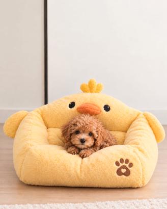 Maltipoo Mini Toy Albicocca Disponibili Subito