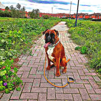 Boxer fulvo disponibile per monta