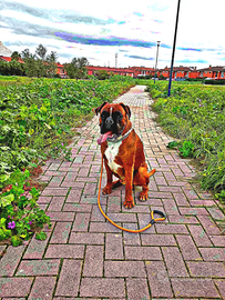 Boxer fulvo disponibile per monta