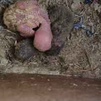 Inseparabili e cocorite