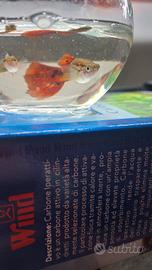 Guppy