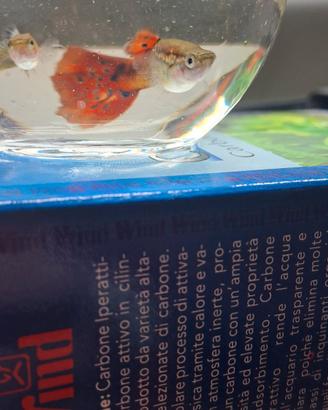 Guppy