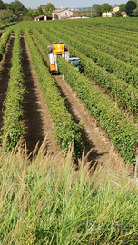 Terreno agricolo con vigneto