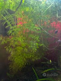 Limnophila sessiliflora