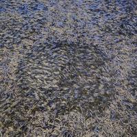 tappeto pelo lungo color grigio .