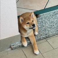 Shiba Inu cucciolo