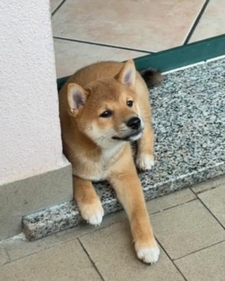 Shiba Inu cucciolo