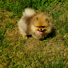 Cucciolo di Pomerania Maschio con pedigree enci