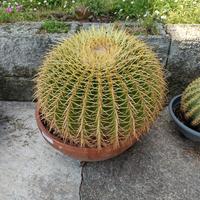 Pianta grassa cuscino della suocera