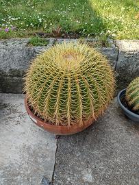 Pianta grassa cuscino della suocera