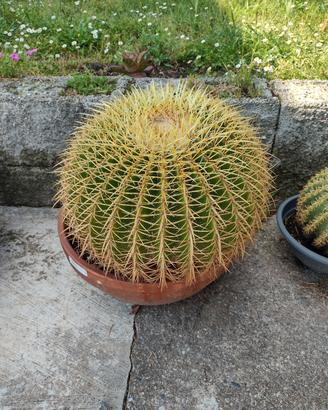 Pianta grassa cuscino della suocera