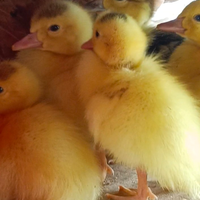 Anatroccoli e anatre