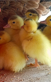 Anatroccoli e anatre