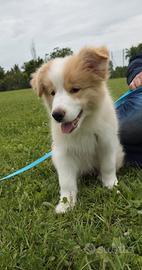 Cuccioli border collie con pedigree ENCI